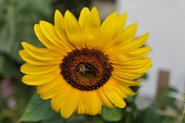 Motiv Sonnenblume 3 - Foto auf Leinwand